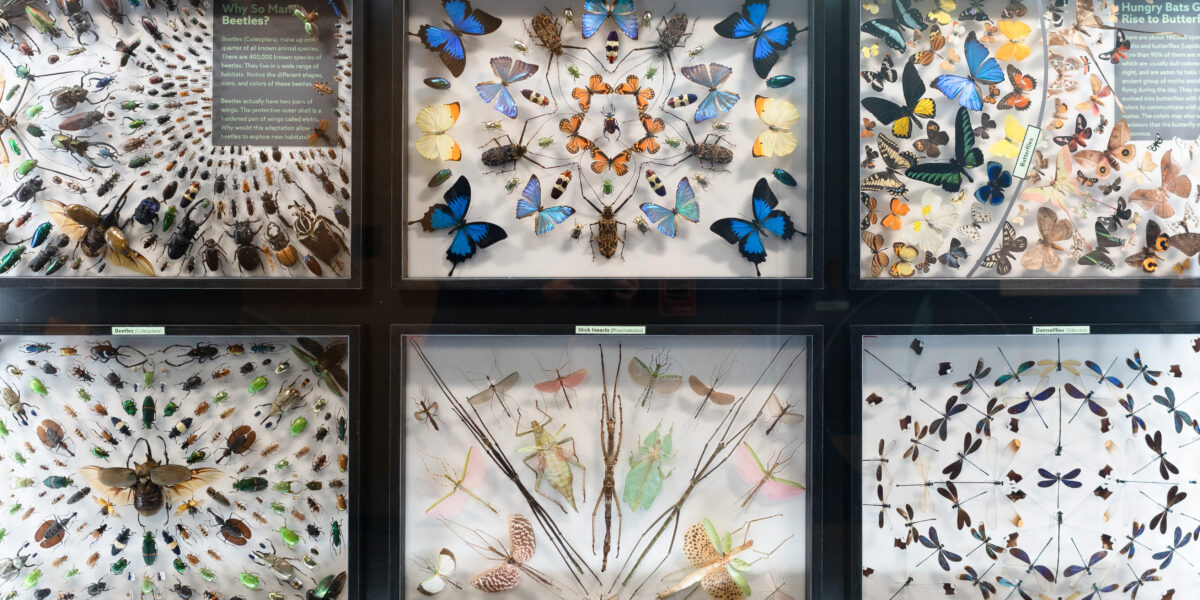 BYU: Bean Life Science Museum unveils new evolution exhibit